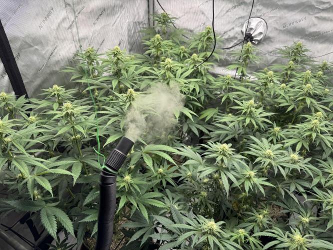 2026 1st Grow: Mix Grape Field. Week 9 - Planet of the Grapes