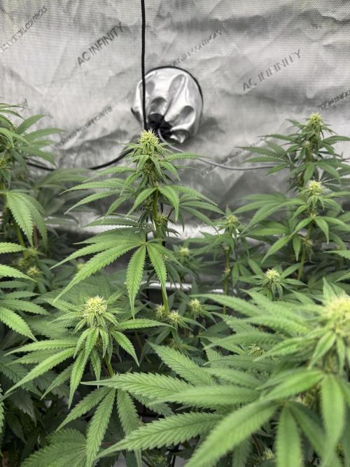 2026 1st Grow: Mix Grape Field. Week 9 - Starkiller x Grape Soda