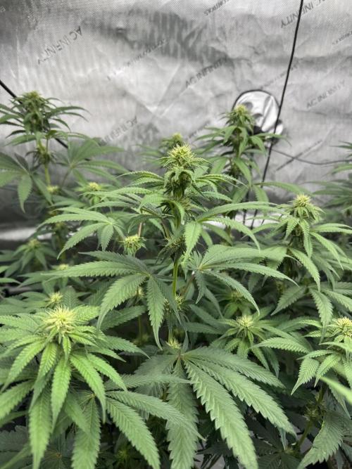 2026 1st Grow: Mix Grape Field. Week 9 - Dripz