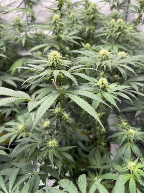 2026 1st Grow: Mix Grape Field. Week 9 - Gelato