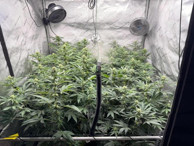 2026 1st Grow: Mix Grape Field. Week 9 - End of Flowering Week 3