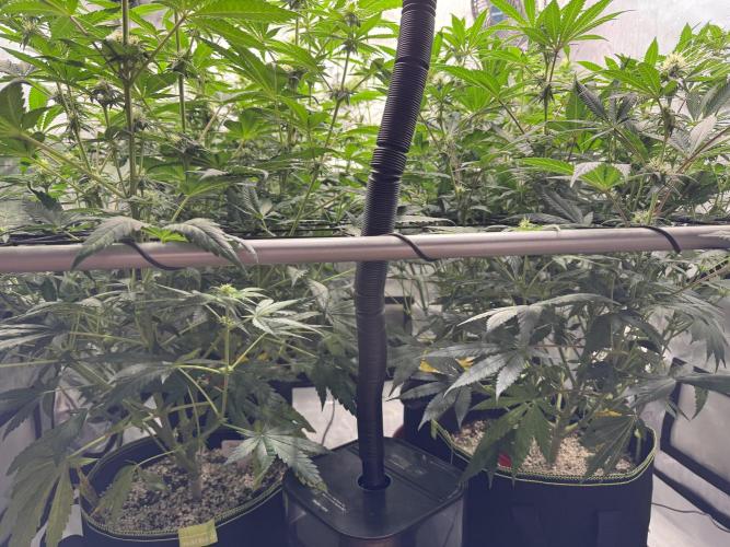 2026 1st Grow: Mix Grape Field. Week 9