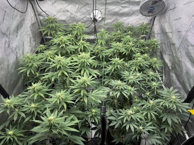 2026 1st Grow: Mix Grape Field. Week 9 - End of Flowering Week 3