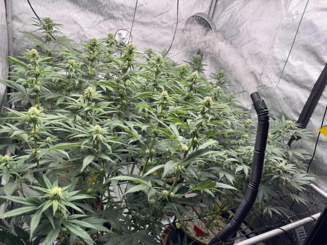2026 1st Grow: Mix Grape Field. Week 9
