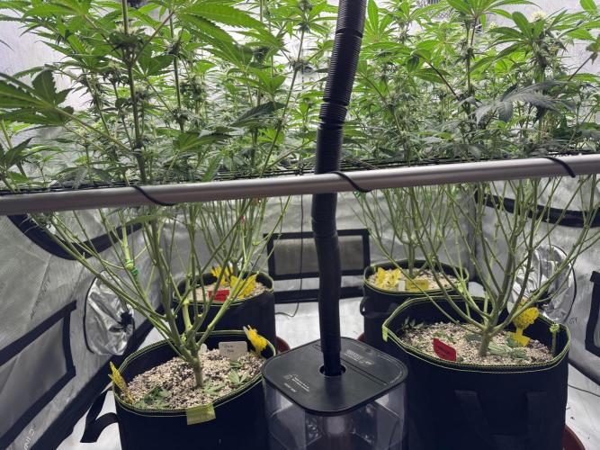 2026 1st Grow: Mix Grape Field. Week 9