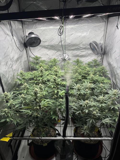 2026 1st Grow: Mix Grape Field. Week 10 - End of 4th Week Flowering