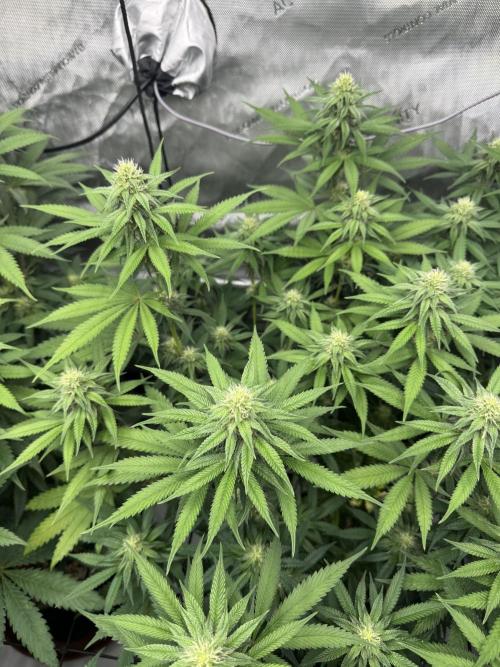 2026 1st Grow: Mix Grape Field. Week 10 - Starkillet x Grape Soda