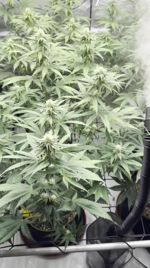 2026 1st Grow: Mix Grape Field