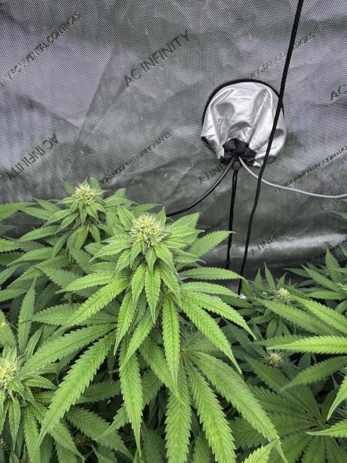 2026 1st Grow: Mix Grape Field. Week 10 - Dripz