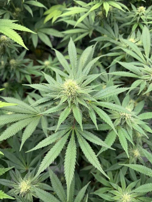 2026 1st Grow: Mix Grape Field. Week 10 - Gelato