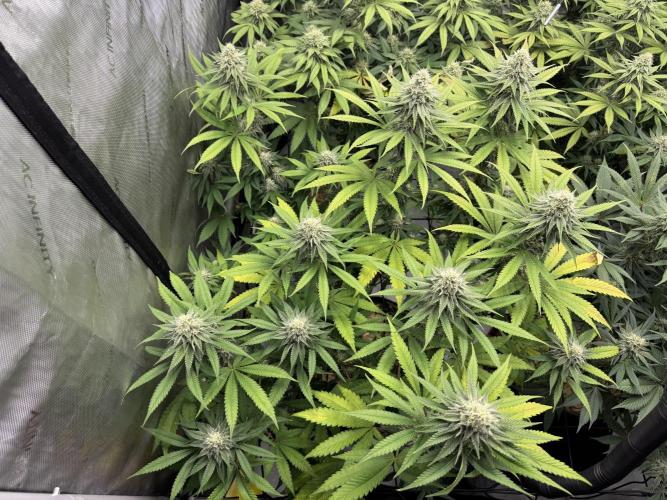 2026 1st Grow: Mix Grape Field. Week 11 - Planet of the Grapes