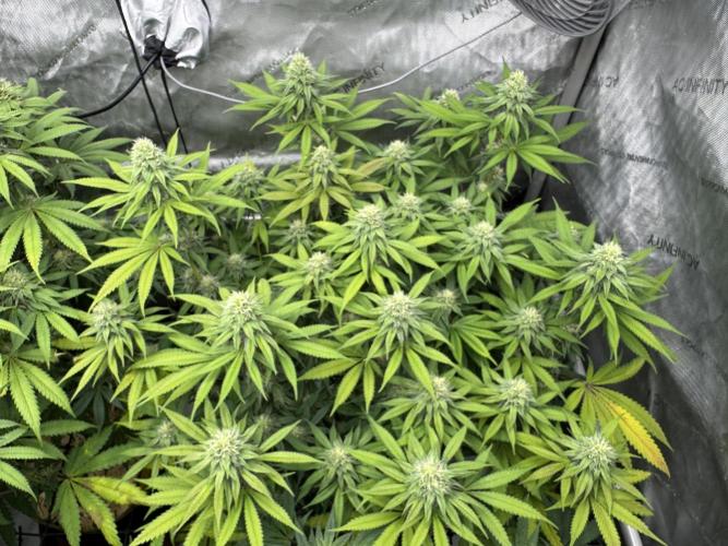 2026 1st Grow: Mix Grape Field. Week 11 - Starkiller x Grape Soda