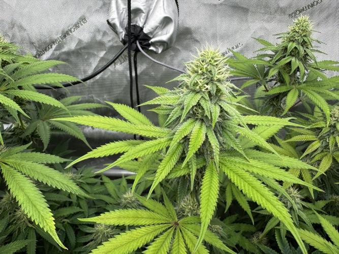 2026 1st Grow: Mix Grape Field. Week 11 - Starkiller x Grape Soda