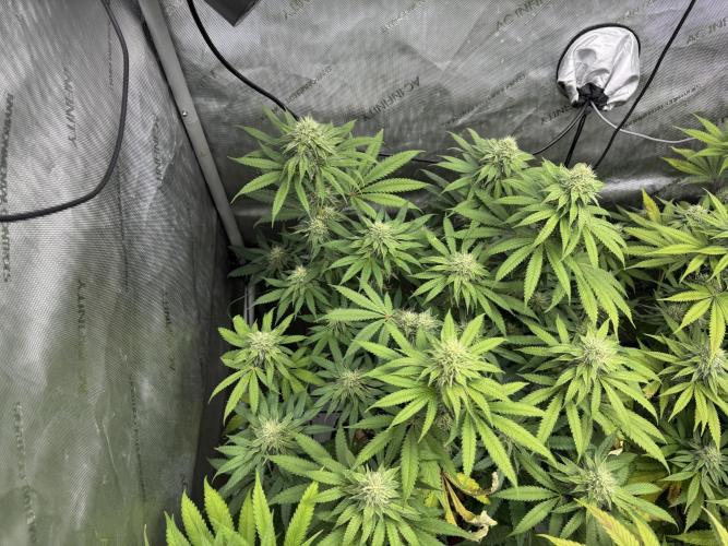 2026 1st Grow: Mix Grape Field. Week 11 - Dripz
