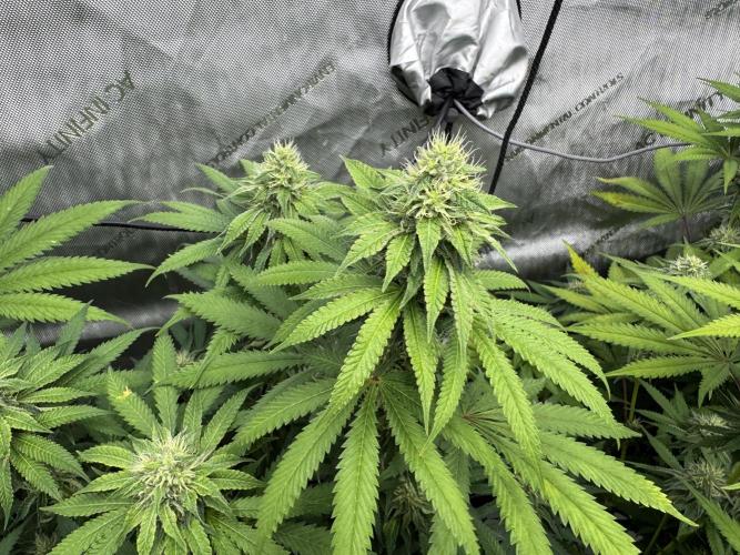 2026 1st Grow: Mix Grape Field. Week 11 - Dripz