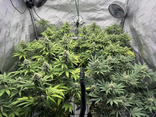 2026 1st Grow: Mix Grape Field. Week 11 - End of 5th Week Flowering
