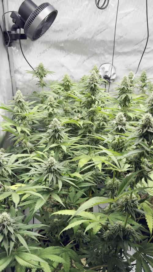 2026 1st Grow: Mix Grape Field