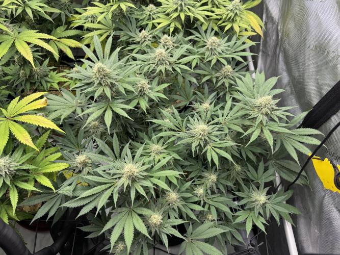 2026 1st Grow: Mix Grape Field. Week 11 - Gelato