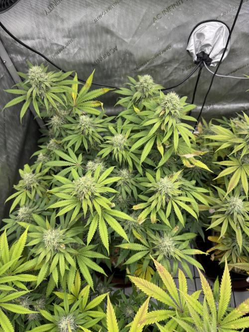 2026 1st Grow: Mix Grape Field. Week 12 - Dripz