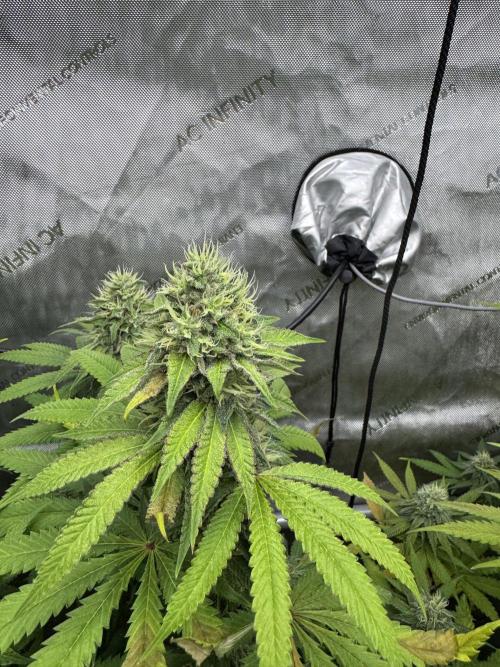 2026 1st Grow: Mix Grape Field. Week 12 - Dripz