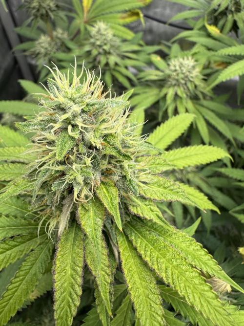2026 1st Grow: Mix Grape Field. Week 12 - Dripx