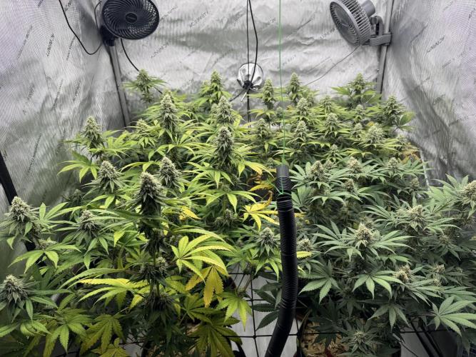 2026 1st Grow: Mix Grape Field. Week 12 - End of 6th Week Flowering