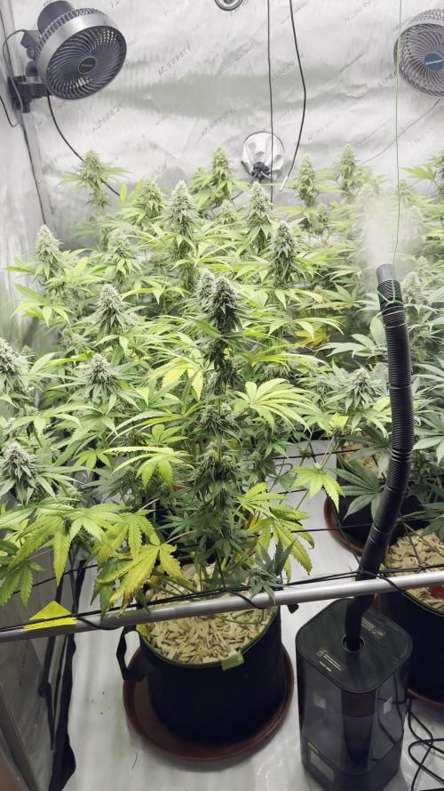 2026 1st Grow: Mix Grape Field