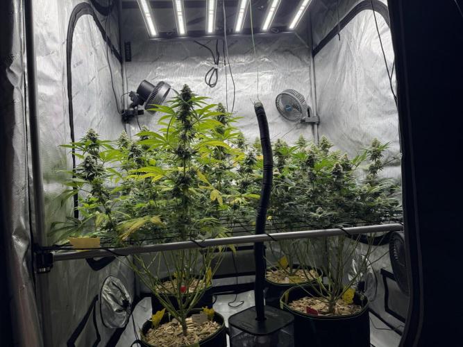 2026 1st Grow: Mix Grape Field. Week 12 - End of 6th Week Flowering