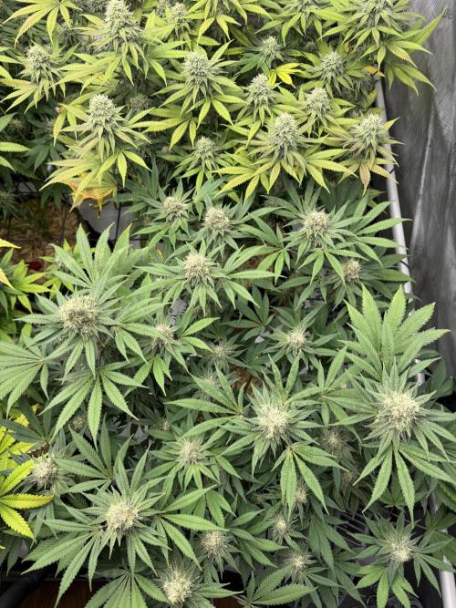 2026 1st Grow: Mix Grape Field. Week 12 - Gelato