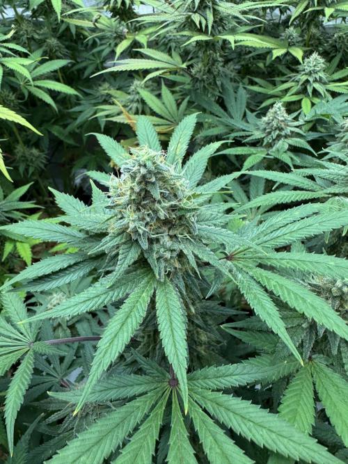2026 1st Grow: Mix Grape Field. Week 12 - Gelato