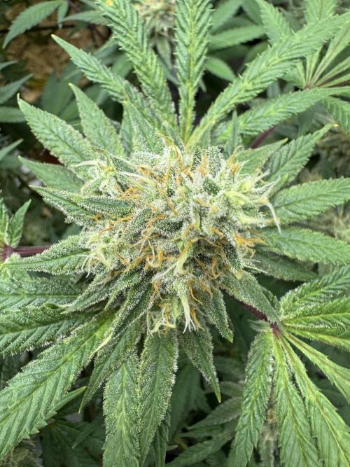 2026 1st Grow: Mix Grape Field. Week 12 - Gelato