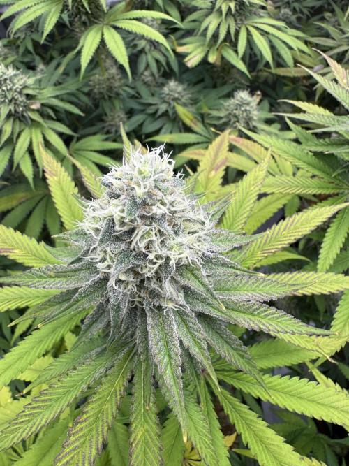 2026 1st Grow: Mix Grape Field. Week 12 - Planet of the Grapes