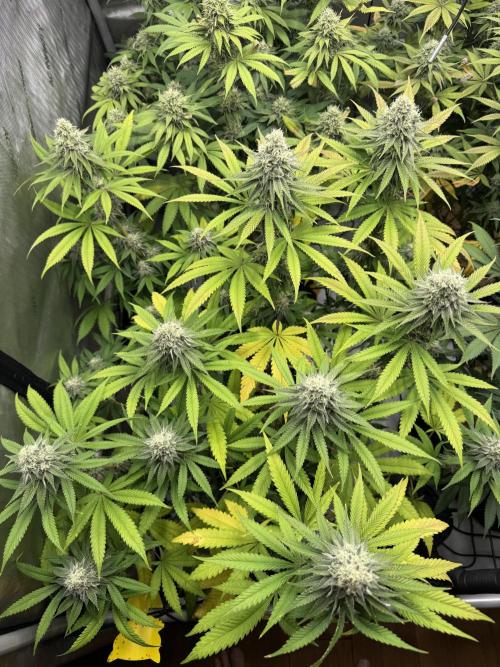 2026 1st Grow: Mix Grape Field. Week 12 - Planet of the Grapes