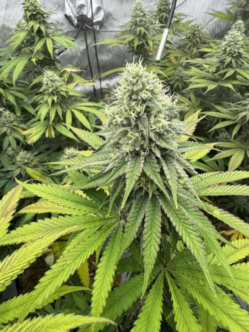 2026 1st Grow: Mix Grape Field. Week 12 - Planet of the Grapes