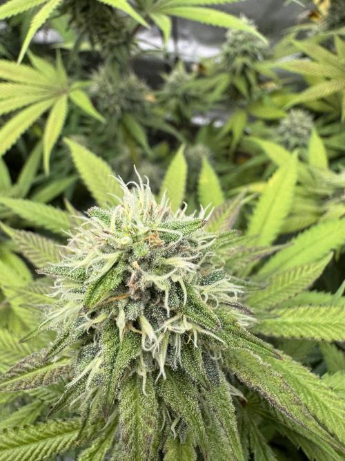 2026 1st Grow: Mix Grape Field. Week 12 - Starkiller x Grape Soda