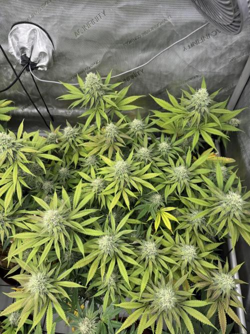 2026 1st Grow: Mix Grape Field. Week 12 - Starkiller x Grape Soda