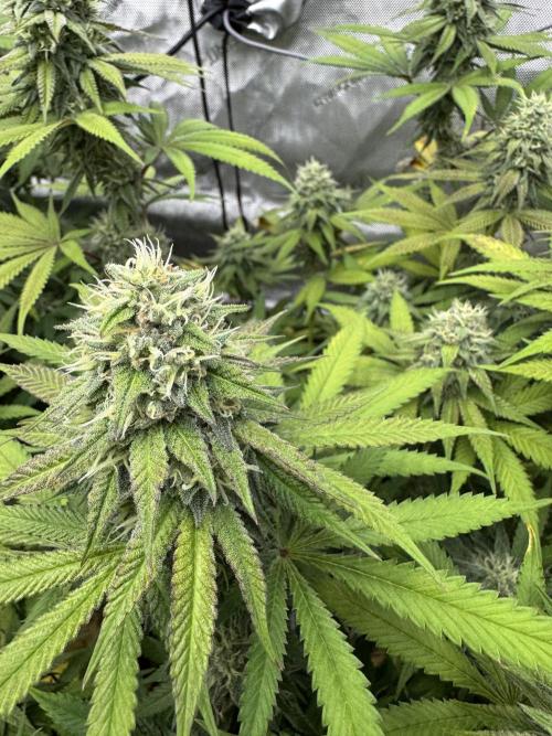 2026 1st Grow: Mix Grape Field. Week 12 - Starkiller x Grape Soda