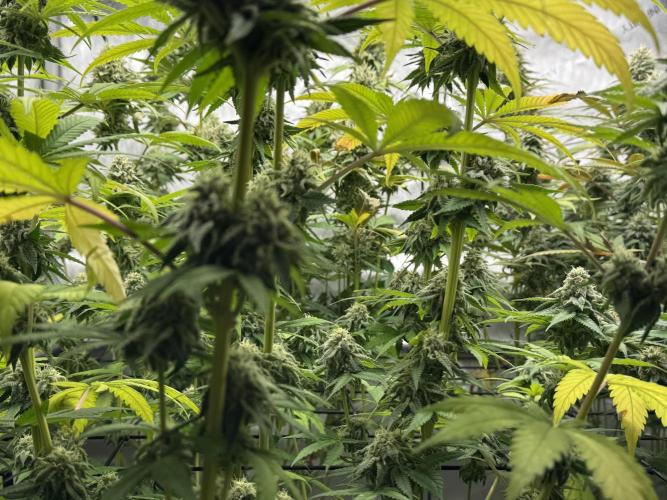 2026 1st Grow: Mix Grape Field. Week 13 - End of 7th Week Flowering