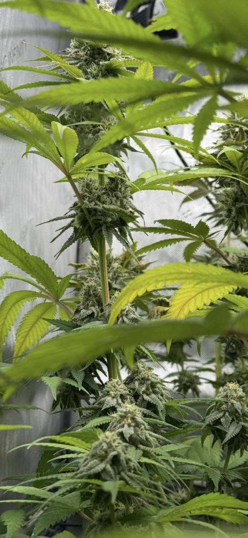 2026 1st Grow: Mix Grape Field. Week 13 - End of 7th Week Flowering