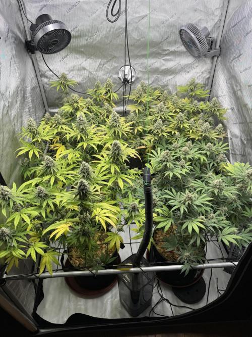 2026 1st Grow: Mix Grape Field. Week 13 - End of 7th Week Flowering