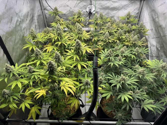 2026 1st Grow: Mix Grape Field. Week 13 - End of 7th Week Flowering