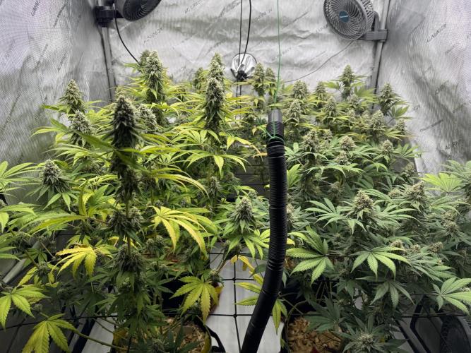 2026 1st Grow: Mix Grape Field. Week 13 - End of 7th Week Flowering