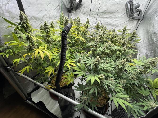 2026 1st Grow: Mix Grape Field. Week 13 - End of 7th Week Flowering