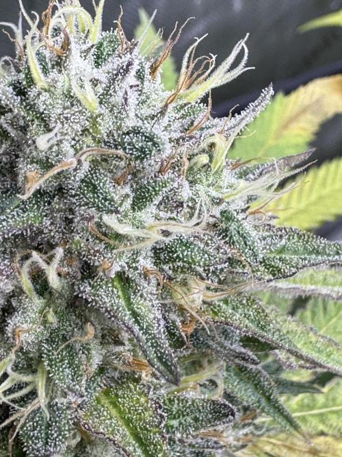 2026 1st Grow: Mix Grape Field. Week 13 - Dripz Close