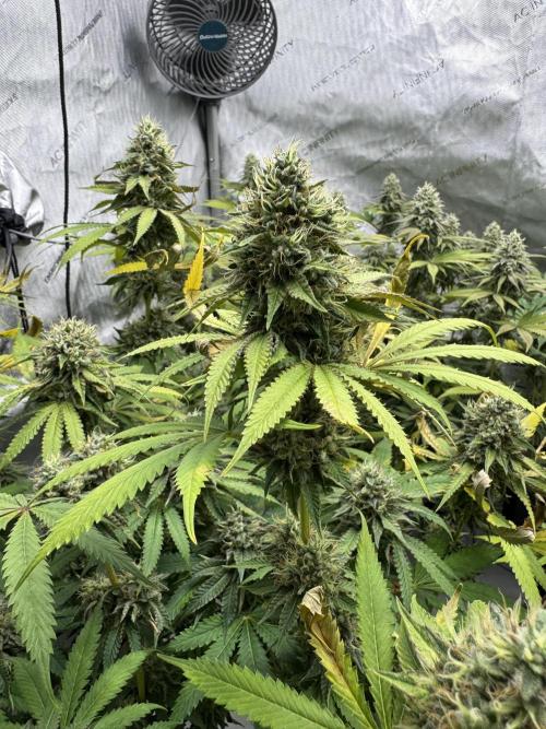 2026 1st Grow: Mix Grape Field. Week 13 - Dripz Side