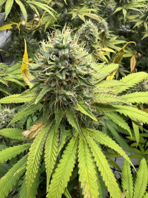 2026 1st Grow: Mix Grape Field. Week 13 - Dripz Top