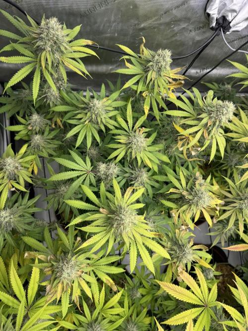 2026 1st Grow: Mix Grape Field. Week 13 - Dripz