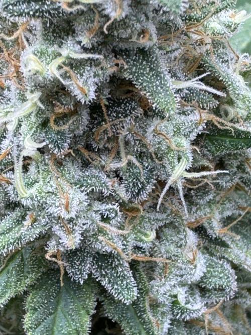 2026 1st Grow: Mix Grape Field. Week 13 - Gelato Close