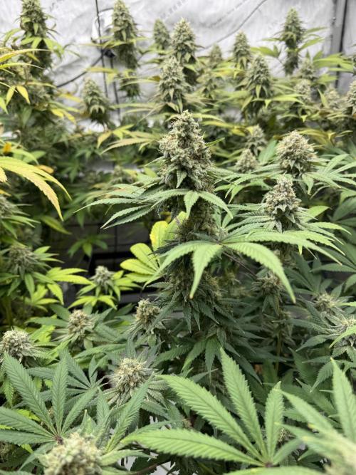 2026 1st Grow: Mix Grape Field. Week 13 - Gelato Side
