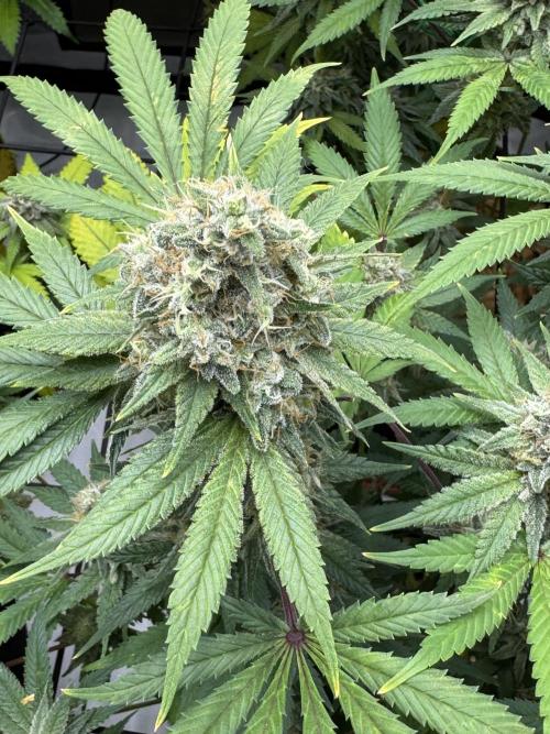 2026 1st Grow: Mix Grape Field. Week 13 - Gelato Top